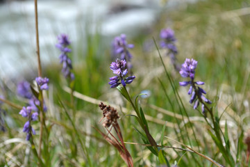 flowers in the mountains