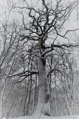 oak in the winter park