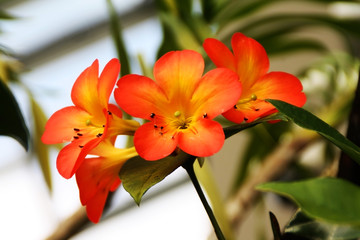 Tropical orange flower closeup