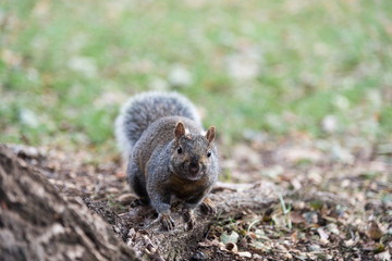 City squirrel looking