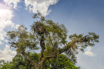 Vines on tropical tree trunk of massive rain forest tree