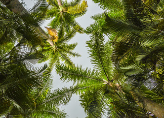 Fototapeta na wymiar Looking up perspective of palm trees and blue sky