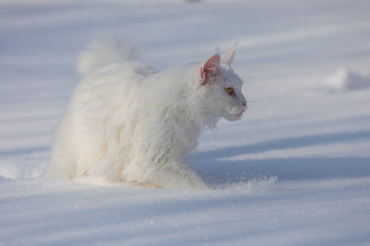maine coone white cat in the winter and snow