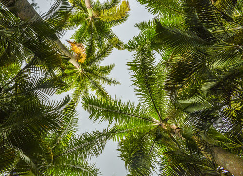 Looking up perspective of palm trees and blue sky