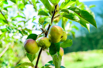 Apples on a branch of apple tree