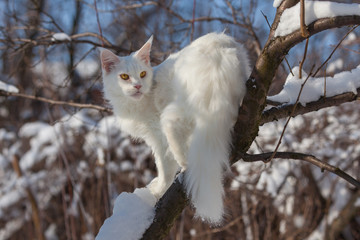 maine coone white cat in the winter and snow