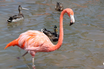 Cute pelican isolated sitting and looking on water. Beautiful nature backgrounds.