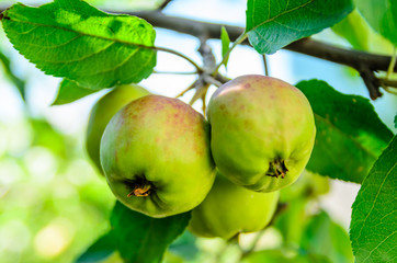 Apples on a branch of apple tree
