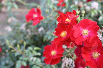 Blooming Red Flowers