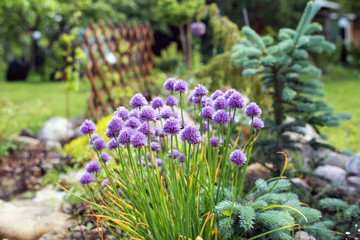 Garden Allium flower bed