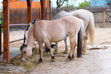 horses eating hay on the farm