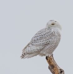 Snowy Owl on Branch