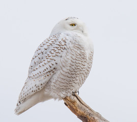 Snowy Owl on Branch