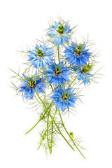 Nigella Sativa flower on white background.Inflorescence of black cumin (Nigella Sativa).