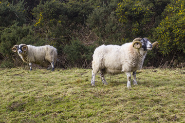 A large ram with twisted horns grazing on winter pasture in the rugged Mourne Mountains in County Down in Northern Ireland