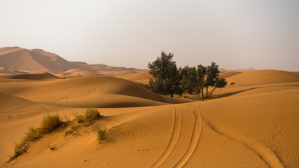 Sand dunes in Erg Chebbi at morning, Sahara desert, Morocco, Africa