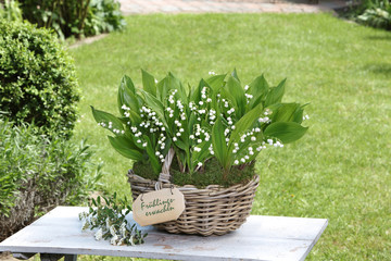 Fr&uuml;hlingsanfang mit Maigl&ouml;ckchen