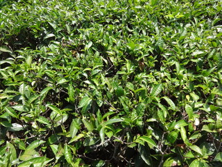 Tea leaf Close zoom view at tea garden of ooty, india. 