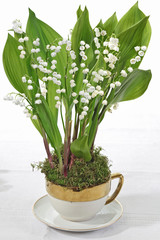 Maigl&ouml;ckchen in nostalgischer Tasse