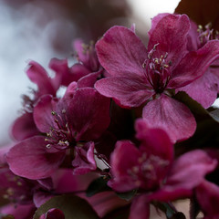 beautiful unusual burgundy sakura flowers