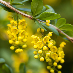 inflorescence of barberry with small flowers on a branch