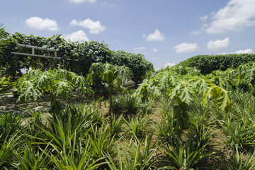 Obraz premium Papaya plantation at outdoor.