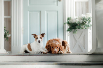 Two dogs on the porch