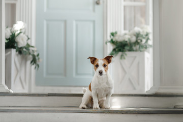 Dog Jack Russell Terrier on the porch