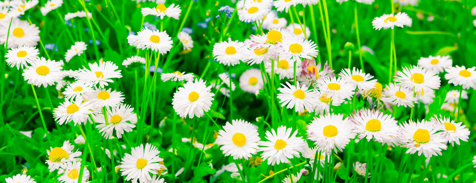 Colorful Wide Screen Nature Spring Background