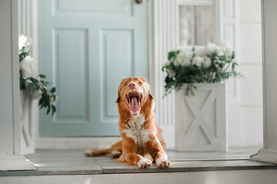 Dog Nova Scotia duck tolling Retriever on the porch