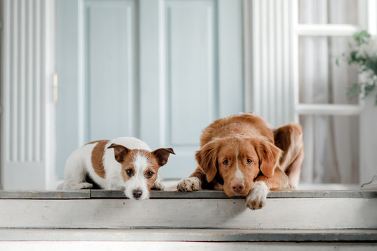 Two dogs on the porch