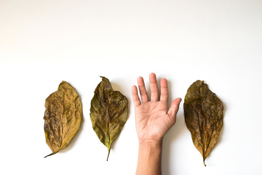 The concept of dry leaf arrangement is comparable to the dried p