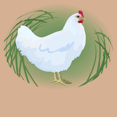 Hen background