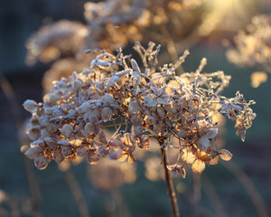 Frosted back lit dried flower head of Hydrangea arborescens Annabelle on a cold winters morning.