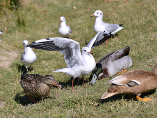 Closeup Black-headed Gulls (Larus ridibundus) and ducks on grass in Arcachon Bay in France