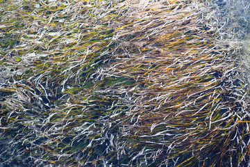 Marine shallow coastal waters rocky shores