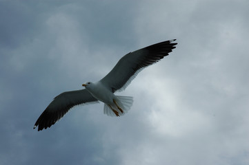 gulls over the sea