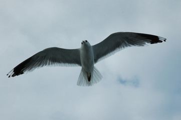 gulls over the sea