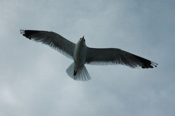 gulls over the sea