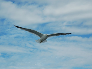 gulls over the sea