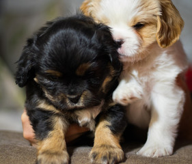 two sweet tiny white and black cavalier puppies are standing close together, stepping on each other against a gray wall closeup