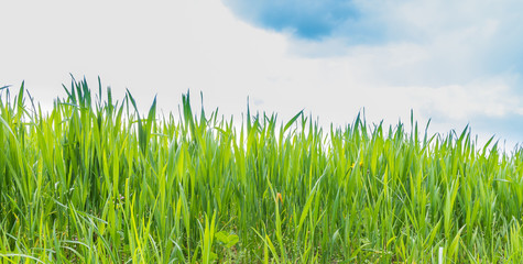 Panorama grünes Gras mit textfreiraum - Frühling
