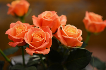 Bouquet of live orange-pink roses close-up, floral background.
