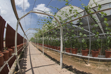 Structure of organic farm.