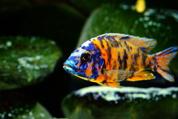 Malawi cichlid fish in aquarium