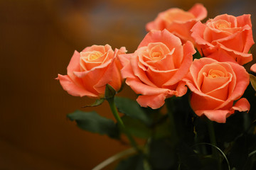 Bouquet of live orange-pink roses close-up, floral background.