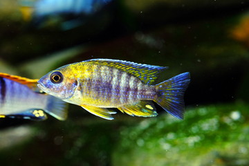 Malawi cichlid fish in aquarium