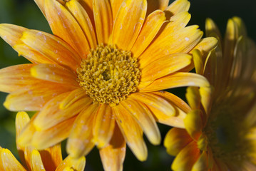 Gerber Daisy1