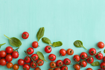 Top view on little bunches of organic tomatoes with fresh basil leaves on turquoise wooden background.