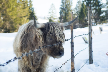 cattle with a funny haircut